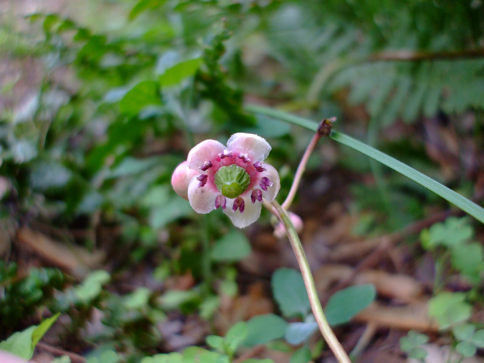 Chimaphila umbellata